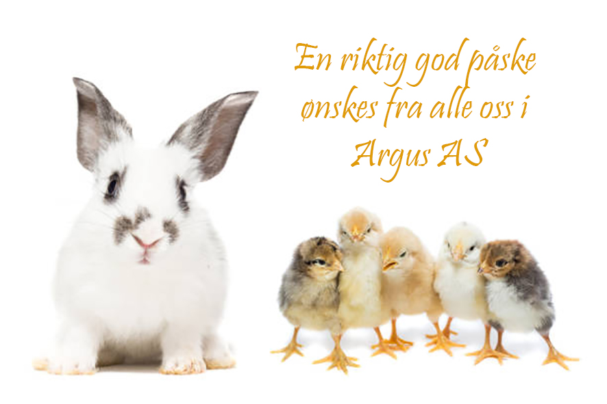 rabbit and chicken with shell on white isolated background